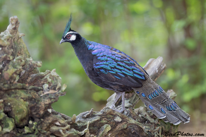 Palawan Peacock-Pheasant