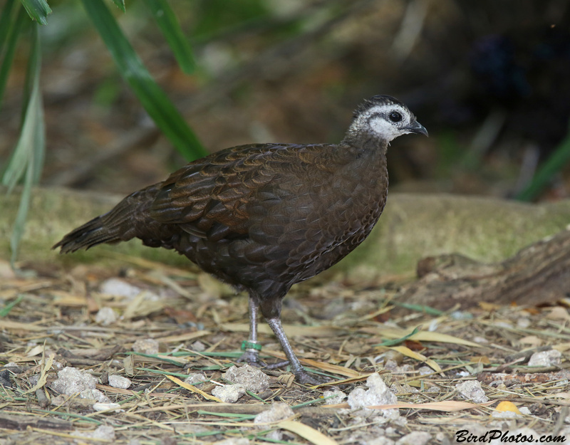 Palawan Peacock-Pheasant