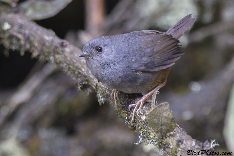 Pale-bellied Tapaculo