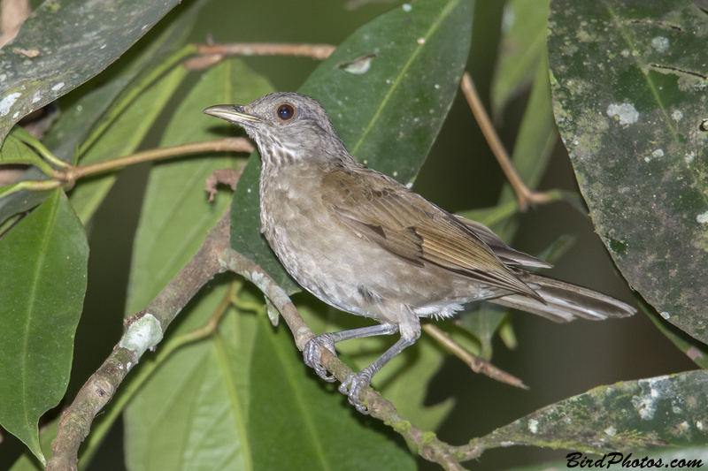 Pale-breasted Thrush