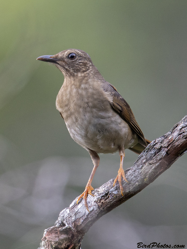 Pale-eyed Thrush