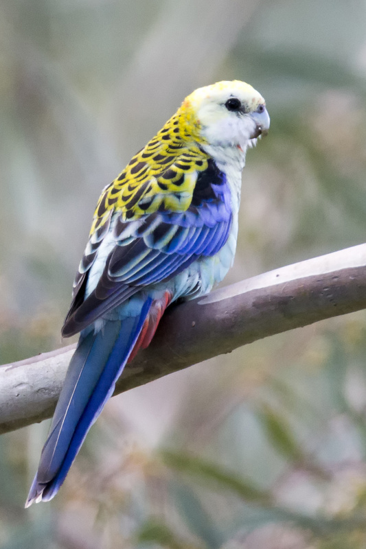 Pale-headed Rosella