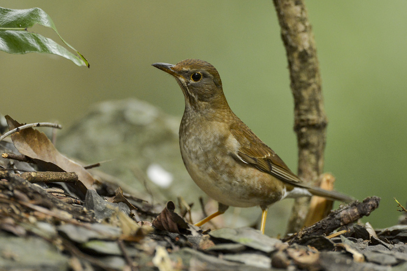 Pale Thrush