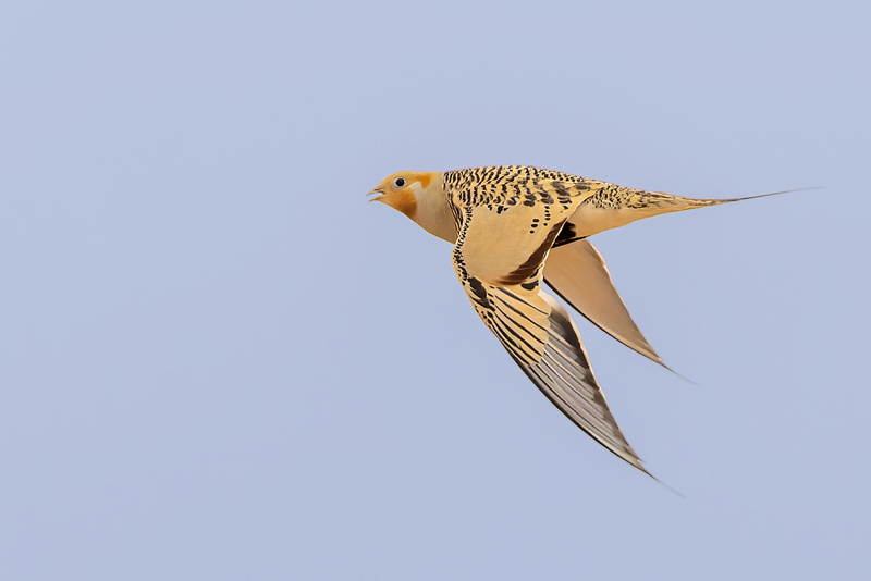 Pallas's Sandgrouse