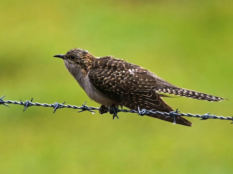 Pallid Cuckoo