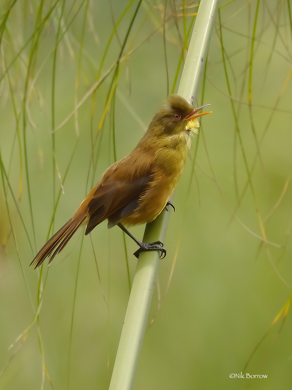 Papyrus Yellow Warbler