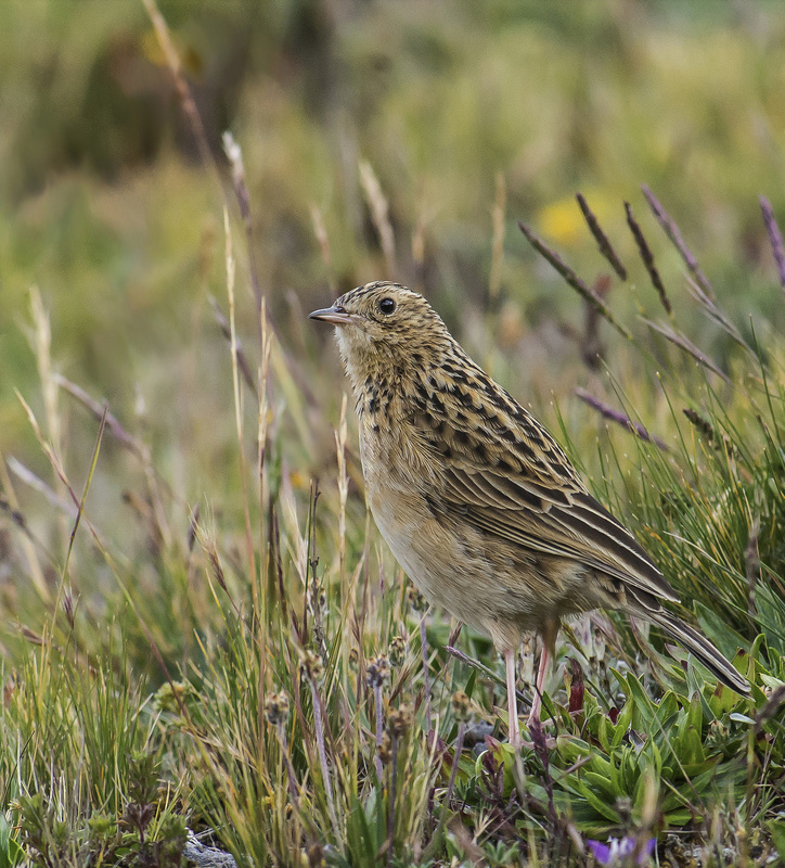 Paramo Pipit