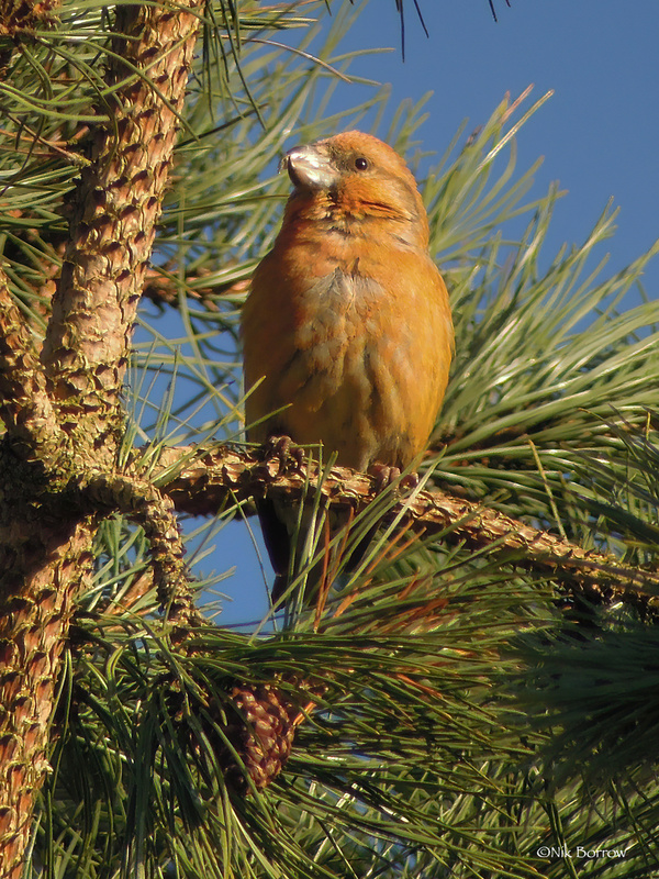 Parrot Crossbill