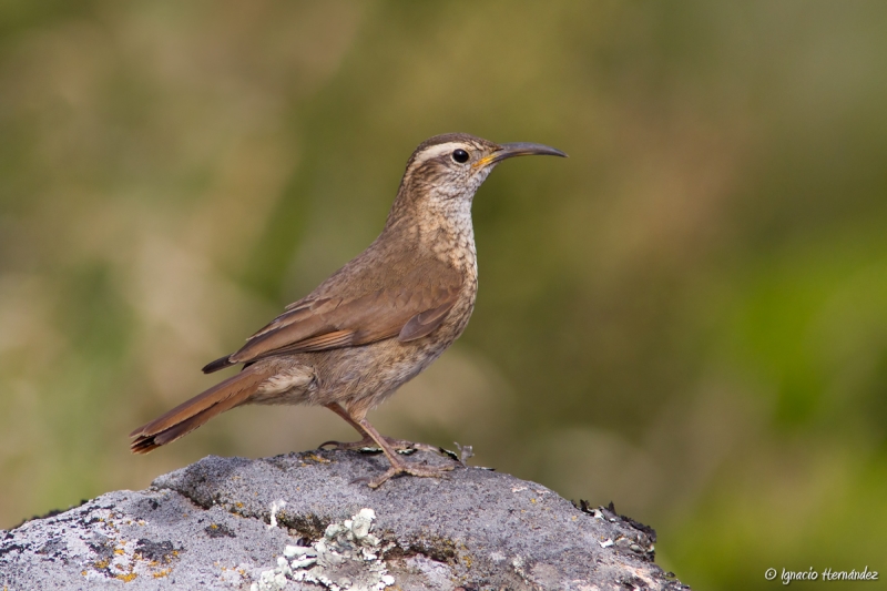 Patagonian Forest Earthcreeper