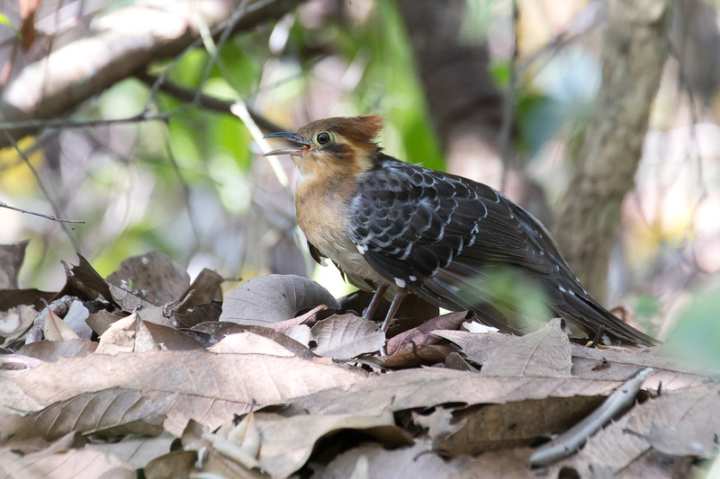 Pavonine Cuckoo