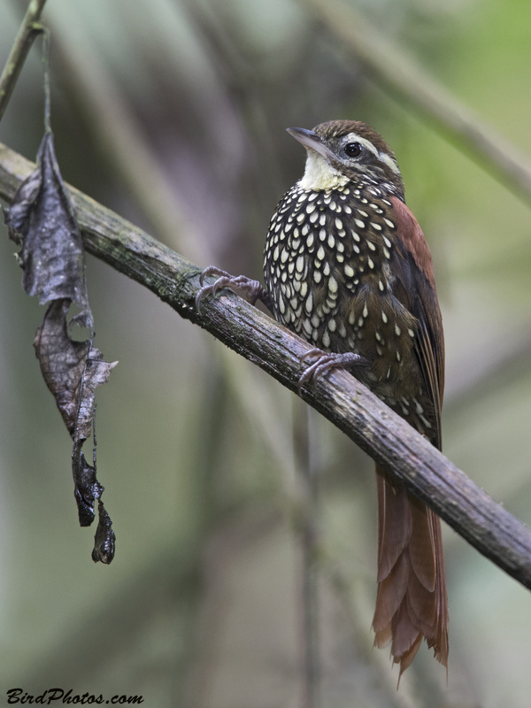 Pearled Treerunner