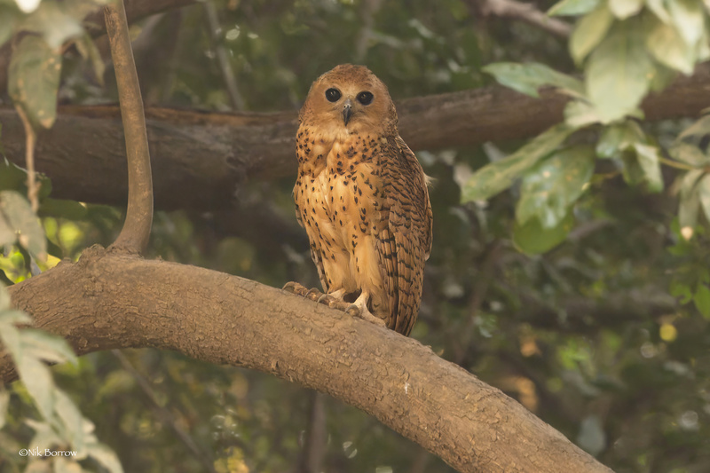 Pel's Fishing Owl