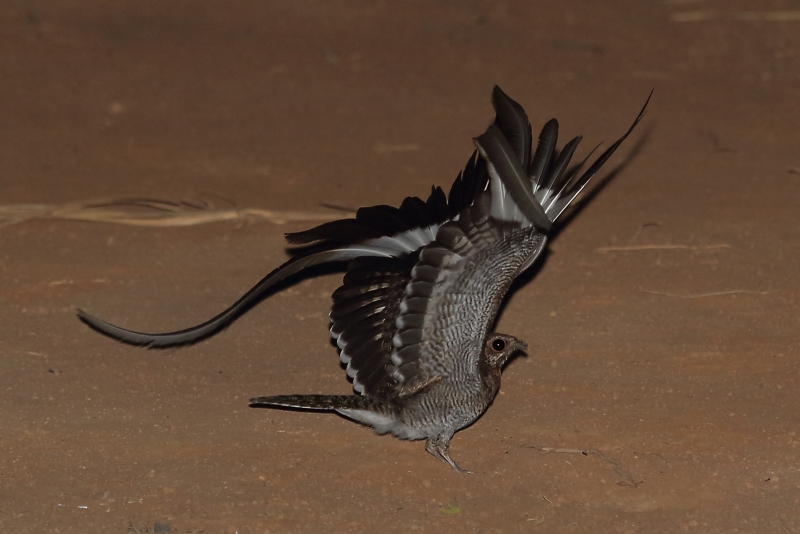 Pennant-winged Nightjar