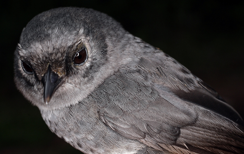 Perija Tapaculo