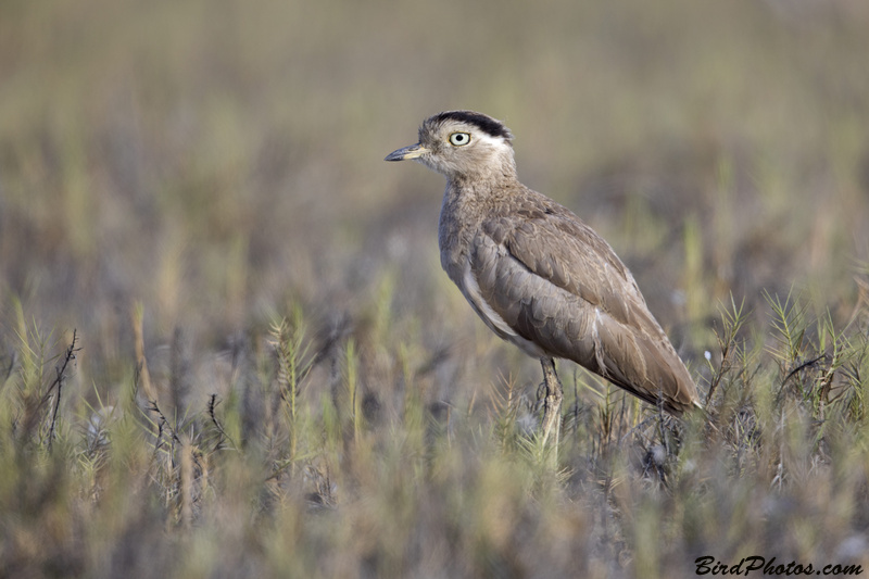 Peruvian Thick-knee