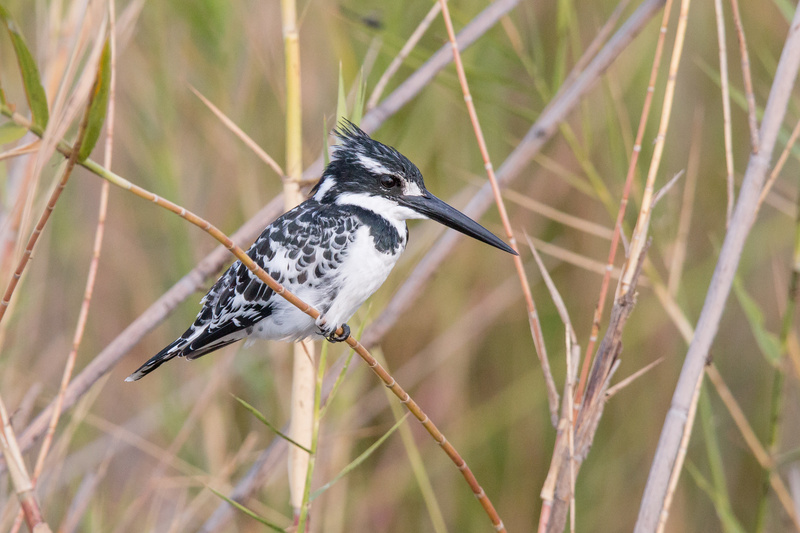 Pied Kingfisher