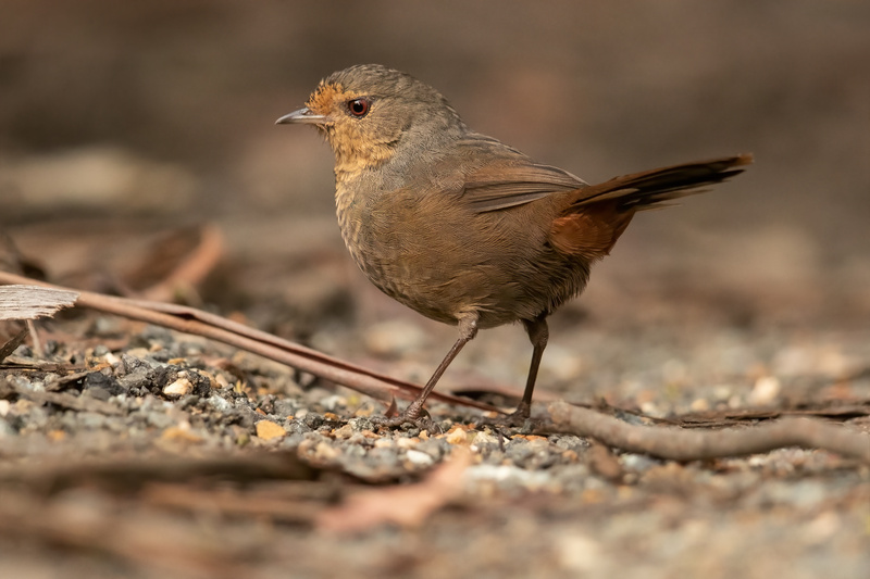 Pilotbird