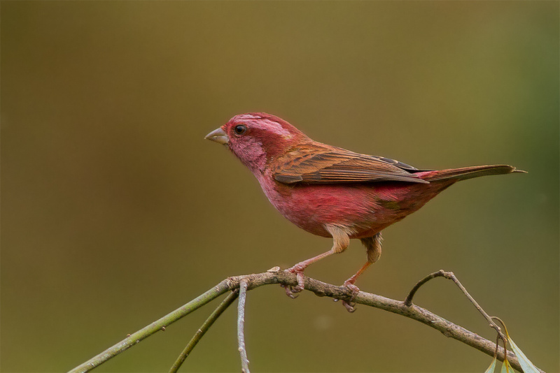 Pink-browed Rosefinch