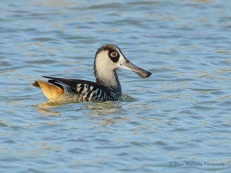 Pink-eared Duck