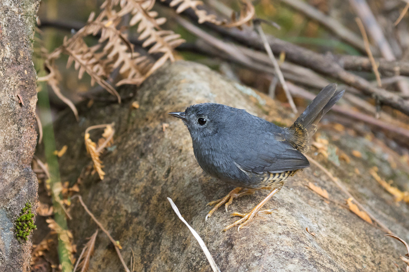 Planalto Tapaculo