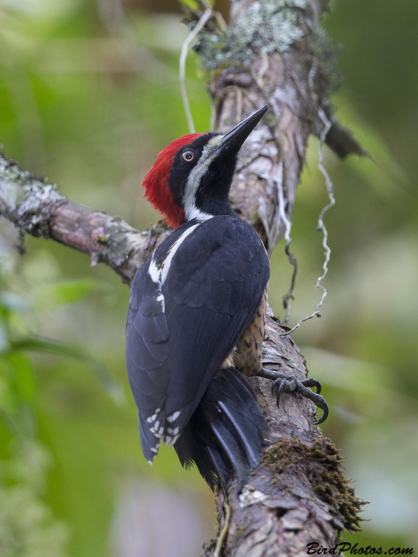 Powerful Woodpecker