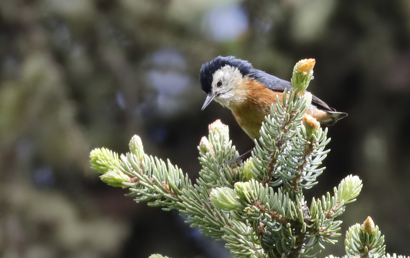 Przevalski's Nuthatch