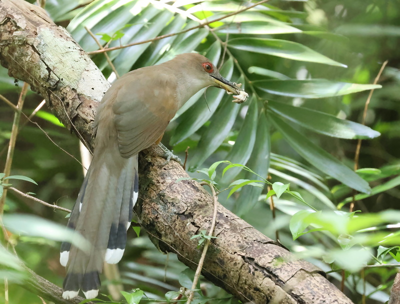 Puerto Rican Lizard Cuckoo