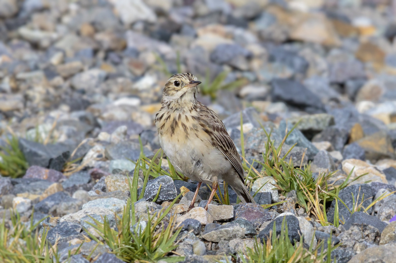 Puna Pipit