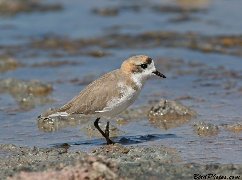 Puna Plover