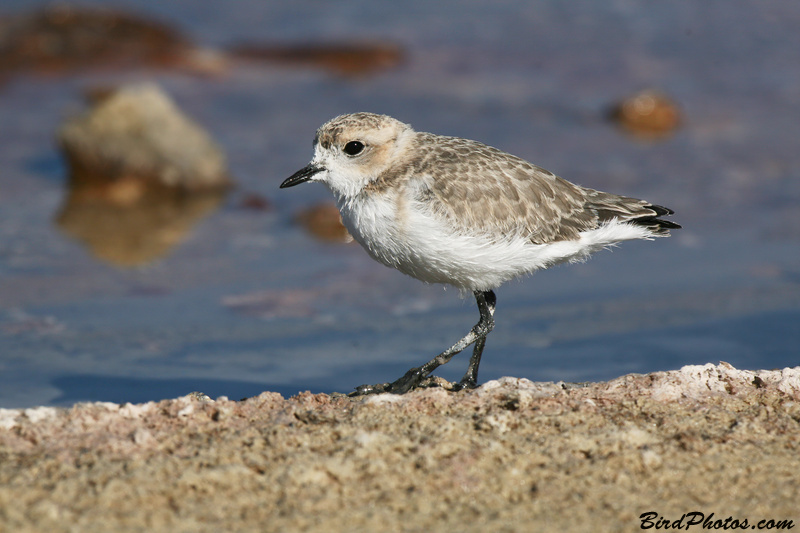 Puna Plover