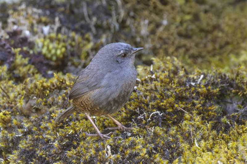 Puna Tapaculo