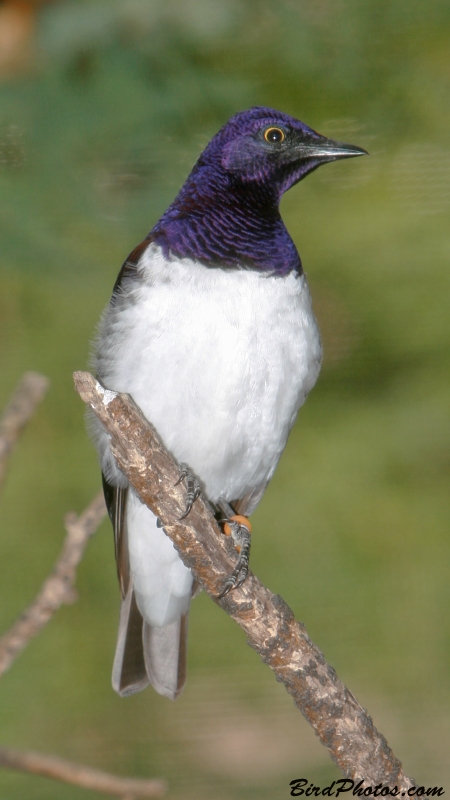 Purple-headed Starling