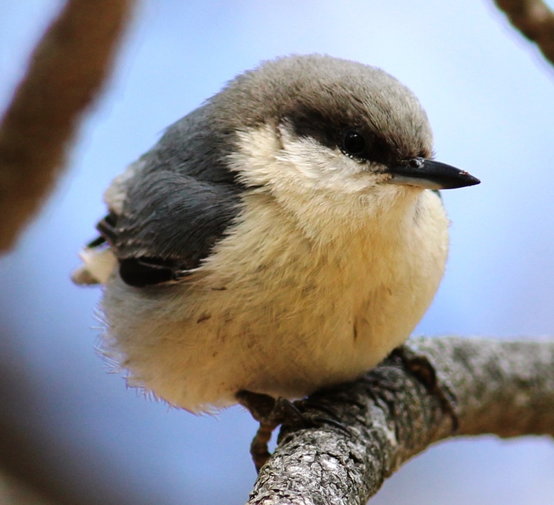 Pygmy Nuthatch