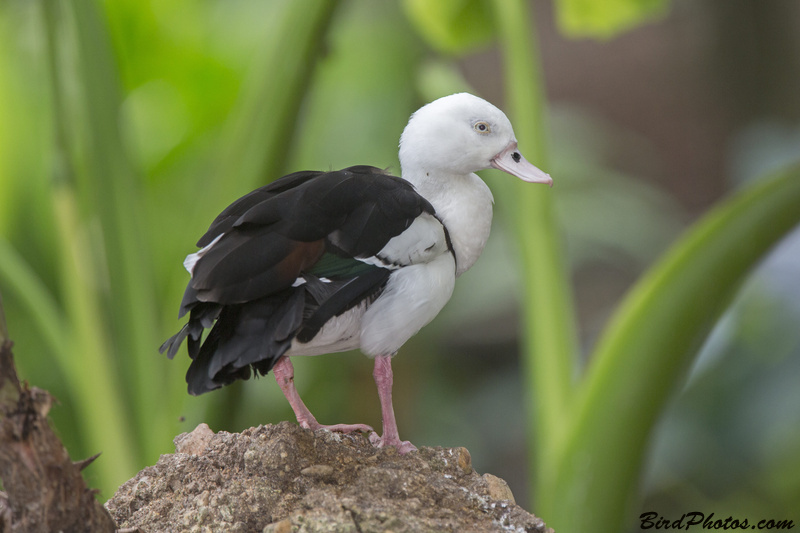 Radjah Shelduck