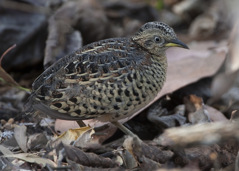 Red-backed Buttonquail