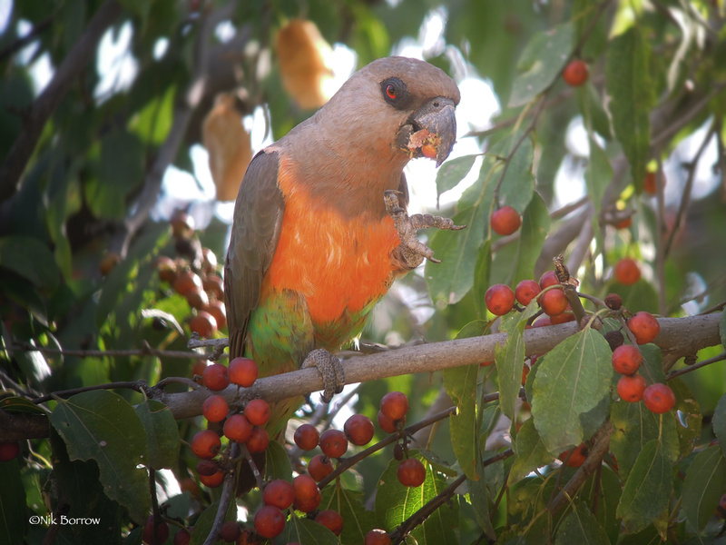 Red-bellied Parrot