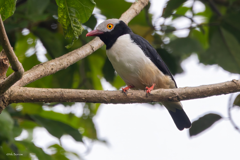 Red-billed Helmetshrike