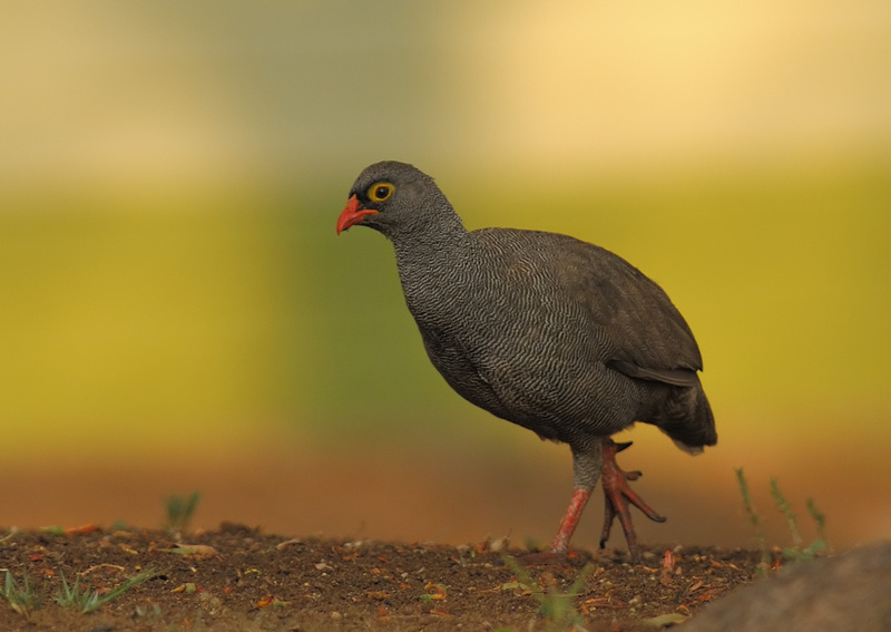 Red-billed Spurfowl