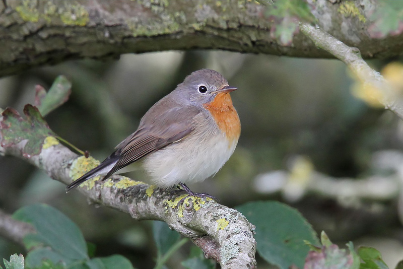 Red-breasted Flycatcher