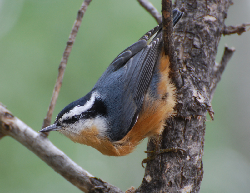 Red-breasted Nuthatch