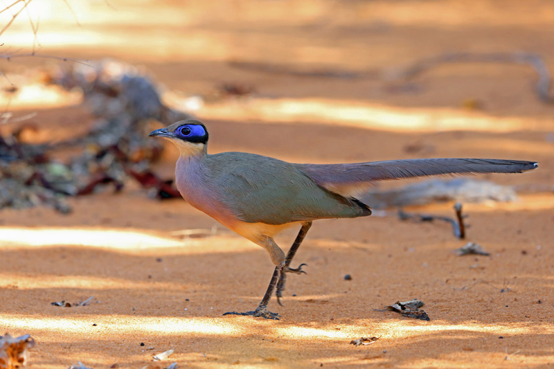 Red-capped Coua