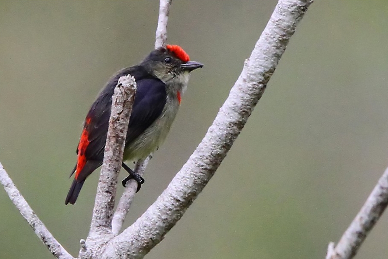 Red-capped Flowerpecker