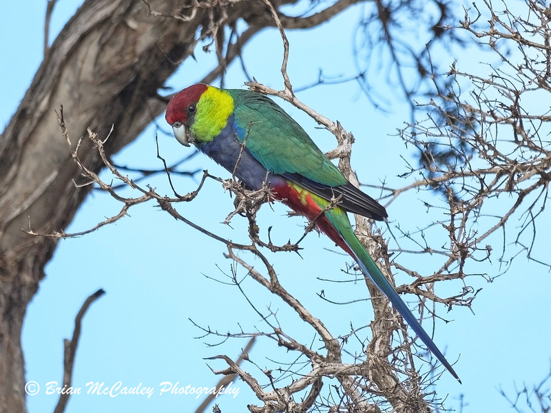 Red-capped Parrot