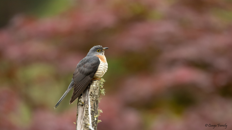 Red-chested Cuckoo