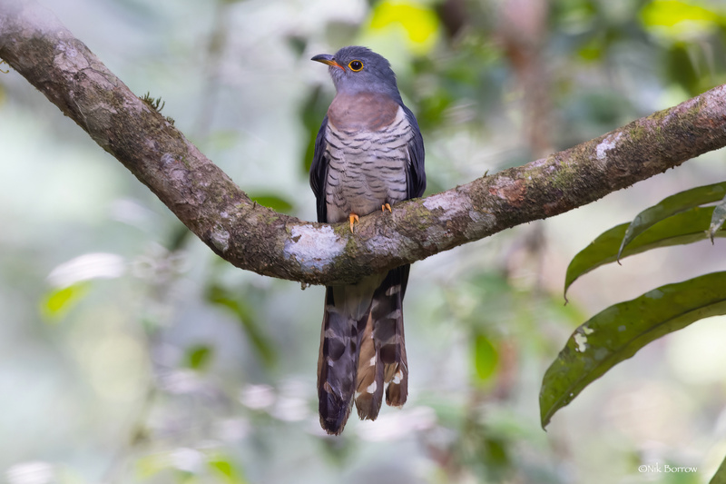 Red-chested Cuckoo