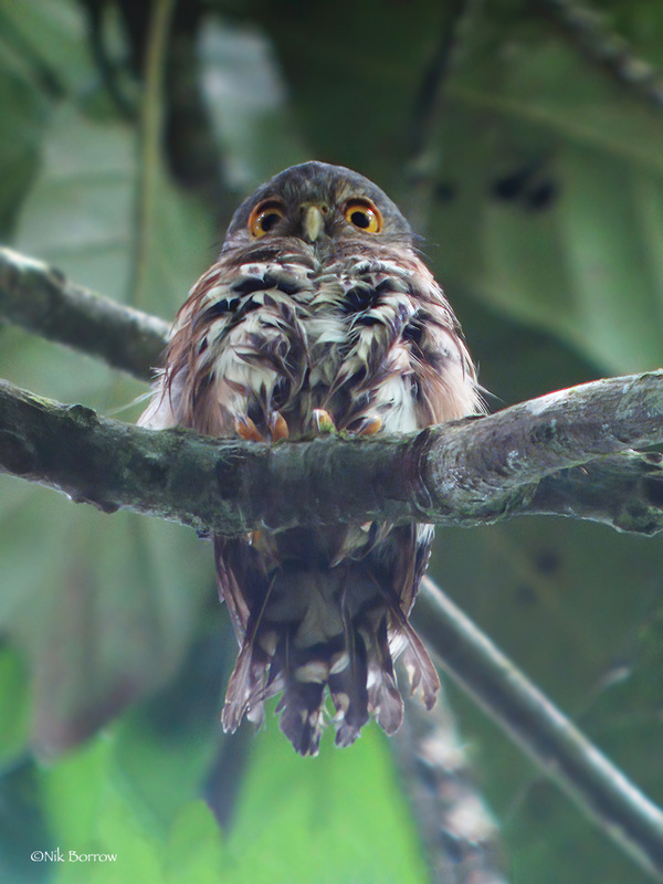 Red-chested Owlet