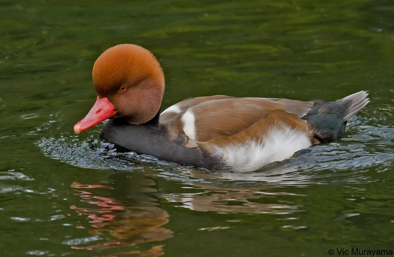 Red-crested Pochard