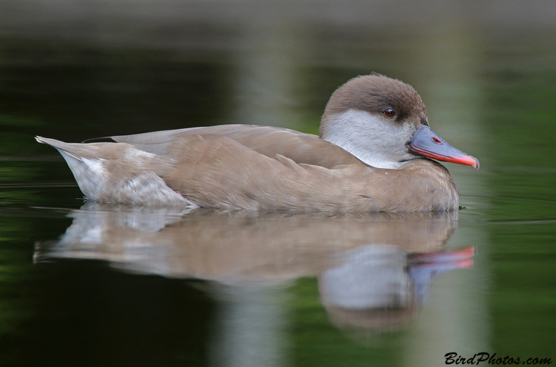 Red-crested Pochard