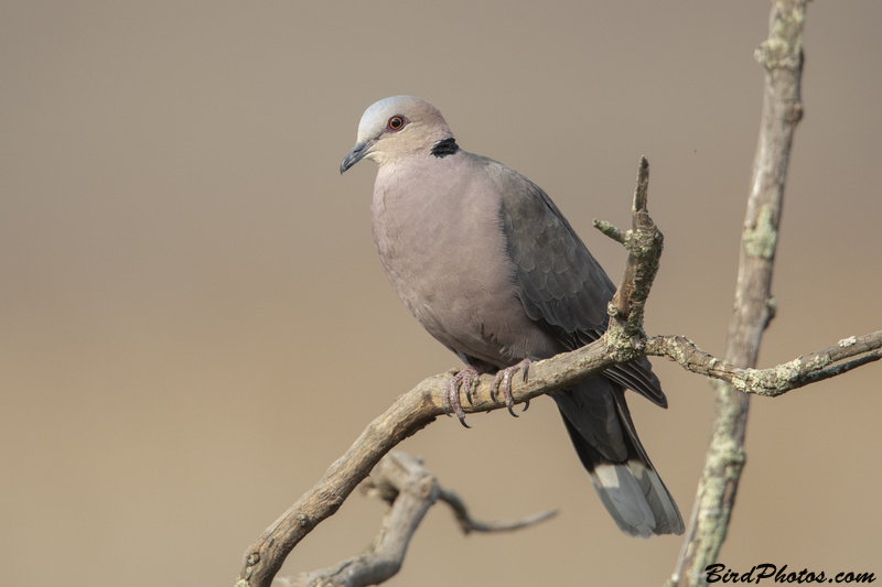 Red-eyed Dove