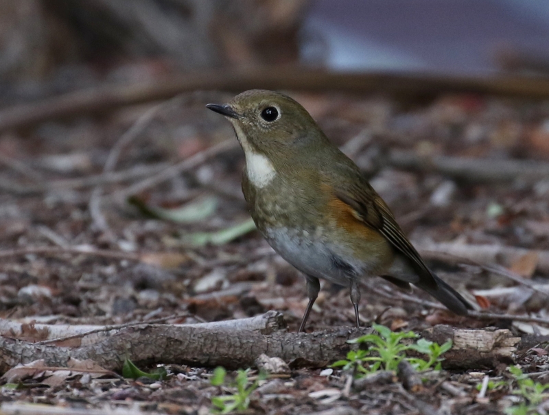 Red-flanked Bluetail